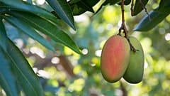 Ποιο θα είναι το νέο πρόσωπο της ευρωπαϊκής γεωργίας τα επόμενα χρόνια;