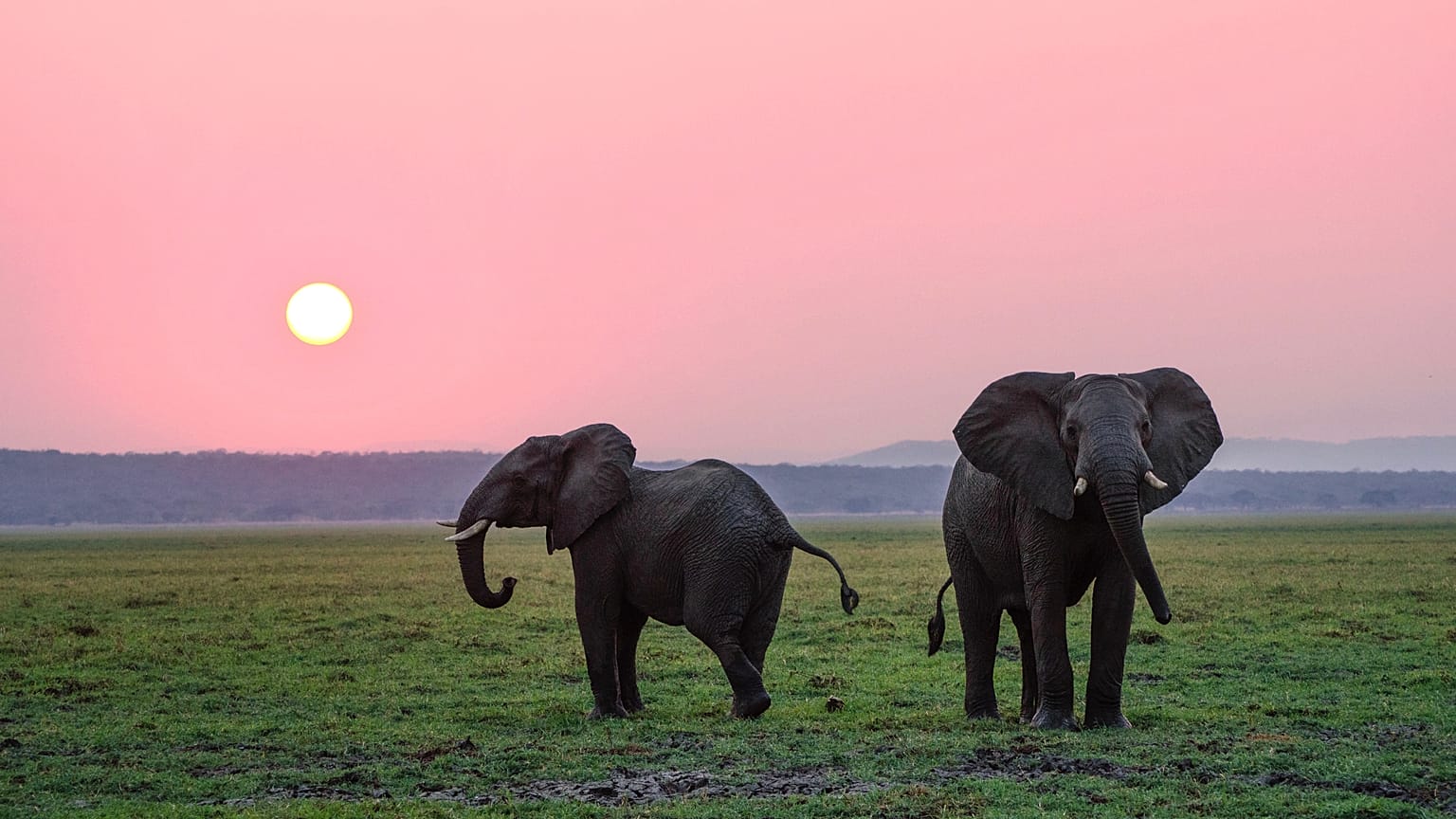 UN begs people to become one with nature for World Wildlife Day 2020