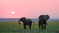 UN begs people to become one with nature for World Wildlife Day 2020