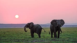 UN begs people to become one with nature for World Wildlife Day 2020