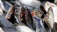 Рыбаки осложнят торговые переговоры ЕС и Британии
