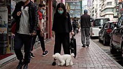 Dogs can test positive for COVID-19 is exposed to it, but cannot pass it on to humans