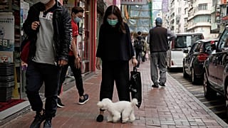 Dogs can test positive for COVID-19 is exposed to it, but cannot pass it on to humans