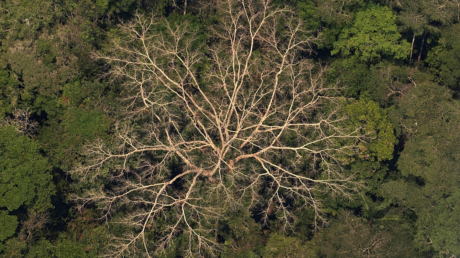 Légi felvétel egy esőerdőről az Amazonas-medencében lévő a brazíliai Porto Velho közelében 2019. augusztus 23-án