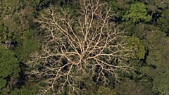 Légi felvétel egy esőerdőről az Amazonas-medencében lévő a brazíliai Porto Velho közelében 2019. augusztus 23-án