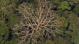 Légi felvétel egy esőerdőről az Amazonas-medencében lévő a brazíliai Porto Velho közelében 2019. augusztus 23-án