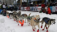 Hundeschlittenrennen "Iditarod"