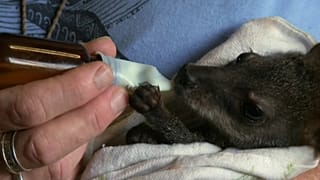 Австралийцы спасают коал, кенгуру и ложных жаб