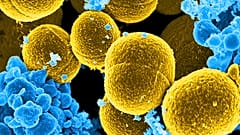 Skin Bactreria