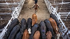 El coronavirus golpea la economía argentina y hunde las exportaciones de carne