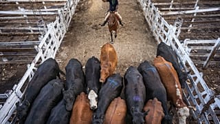El coronavirus golpea la economía argentina y hunde las exportaciones de carne