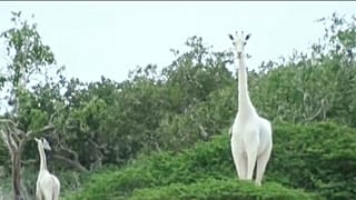 الزرافة البيضاء الوحيدة الموجودة في كينيا مع صغيرها في محمية في شرق البلاد