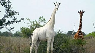 تصویر از ویديوی خبرگزاری فرانسه