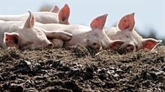 A group of pigs enjoy the afternoon sun in their pen at the Dodge Farm in Berlin