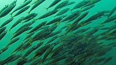 What Can Be Saved Oceans