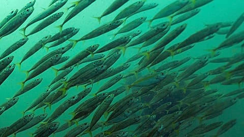 What Can Be Saved Oceans