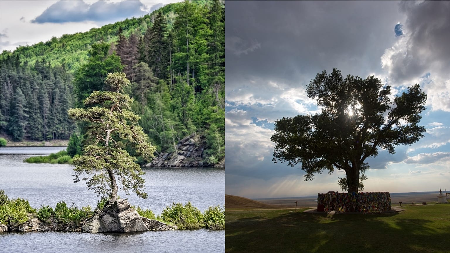 Tens of thousands voted for their favourite in Tree of the year 2020