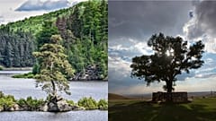 Tens of thousands voted for their favourite in Tree of the year 2020