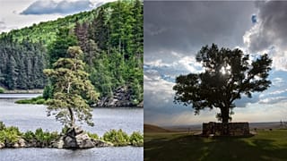 Tens of thousands voted for their favourite in Tree of the year 2020