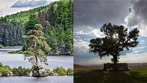 Tens of thousands voted for their favourite in Tree of the year 2020