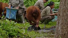 Video | Orangutan Cinta'dan koronavirüse karşı el yıkama dersi