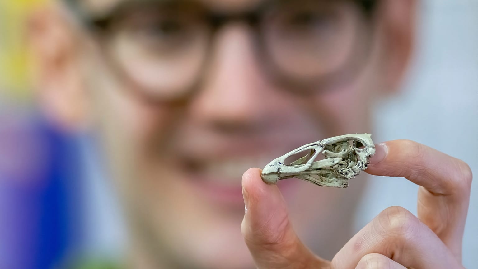 Wonderchicken Bird Fossil