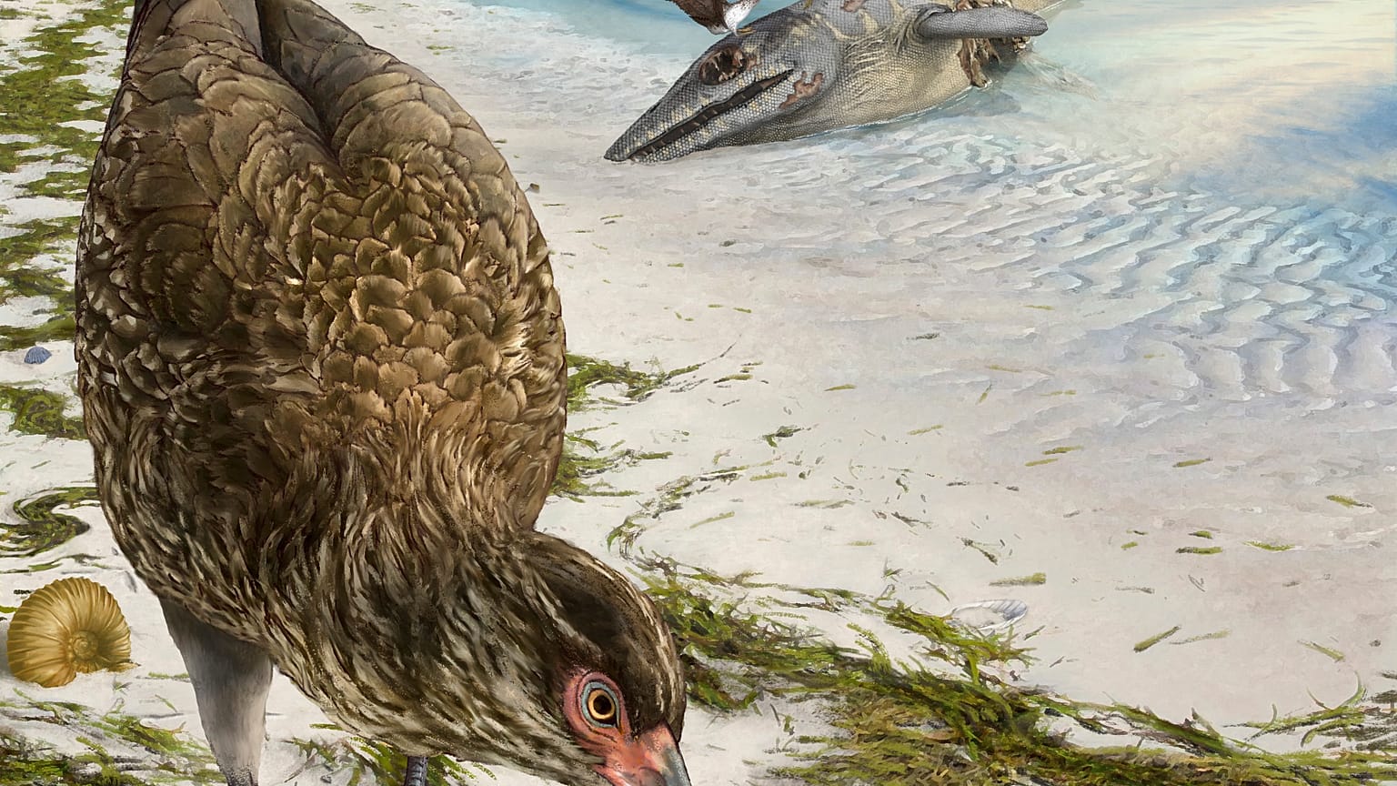 Wonderchicken Bird Fossil