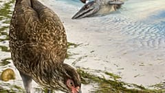 Wonderchicken Bird Fossil