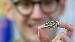 Wonderchicken Bird Fossil