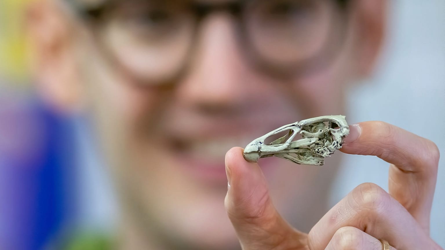 The fossil dubbed 'Wonderchicken'