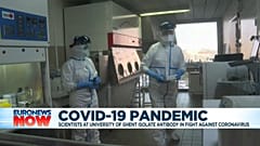 Coronavirus: researchers in Belgium announce potential breakthrough using Llama antibody