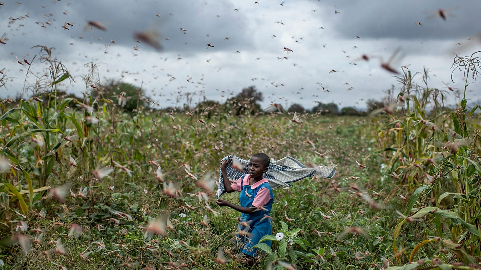 In this  Jan. 24, 2020 photo, a farmer's daughter waves her shawl in the air to try to chase away swarms of desert locusts from her crops, in Katitika village, Kenya.