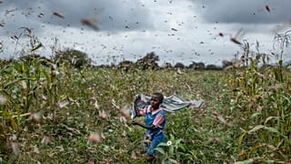 In this  Jan. 24, 2020 photo, a farmer's daughter waves her shawl in the air to try to chase away swarms of desert locusts from her crops, in Katitika village, Kenya.