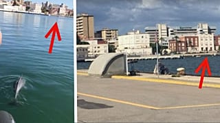 Debunked: Video does NOT show dolphins in Venice's canals