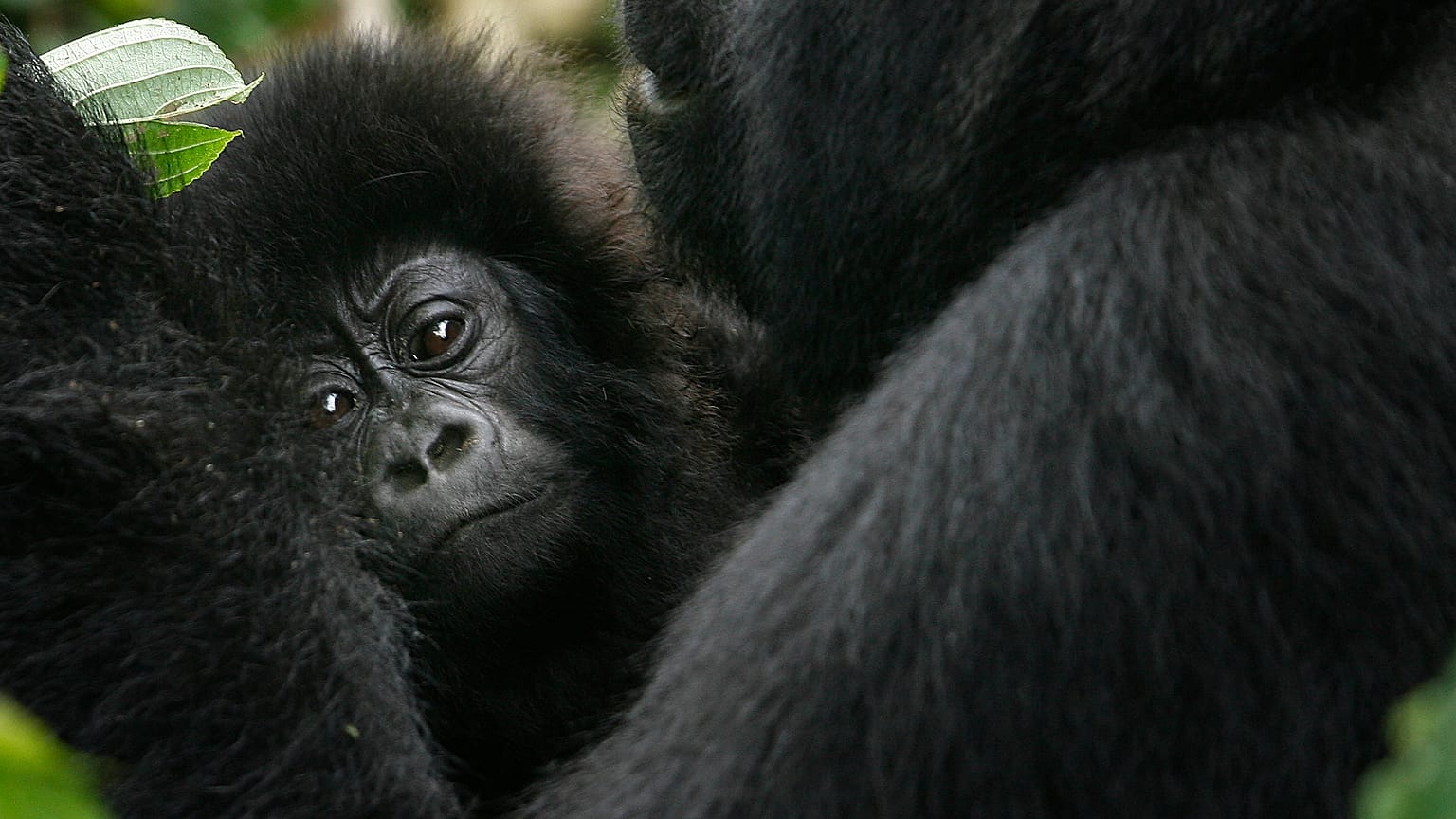 Endangered Great Apes