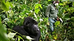 Virus Outbreak Congo Africa Gorillas