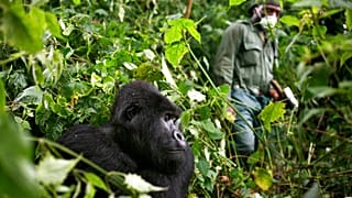 Virus Outbreak Congo Africa Gorillas