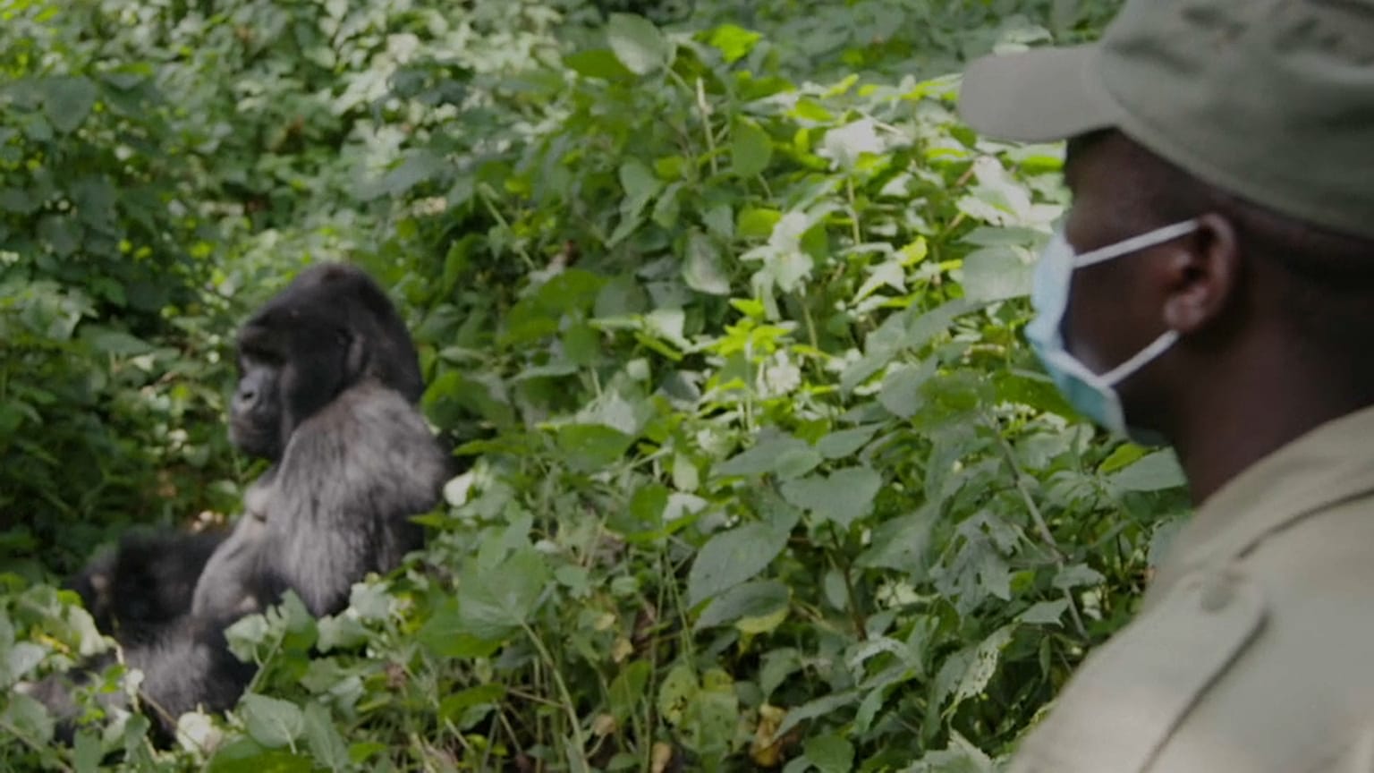 Coronavirus bedroht Gorillas - Kongo schließt Nationalpark