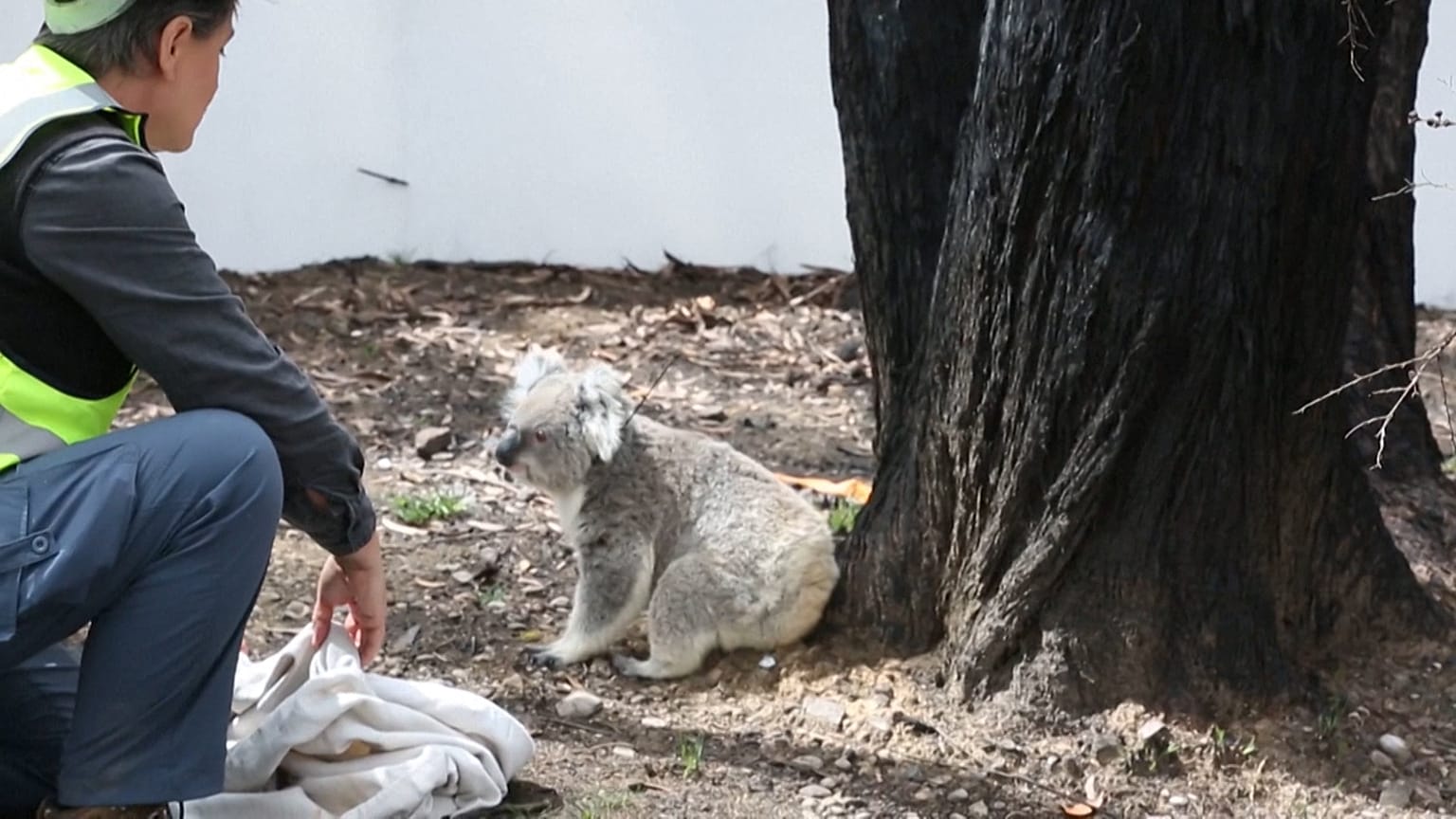 No comment: visszatérhetett néhány koala a leégett ausztrál vadonba