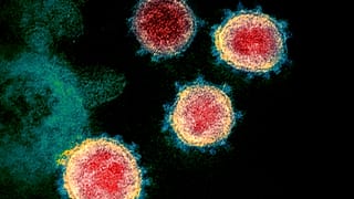 Fareden insana geçen hantavirüs nedeniyle Çin'de 1 kişi hayatını kaybetti, sosyal medya karıştı