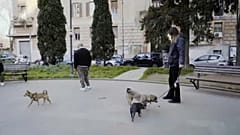 Η βόλτα με τον σκύλο σε καιρούς καραντίνας