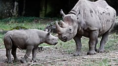 Critically endangered Black Rhino populations increase in Africa