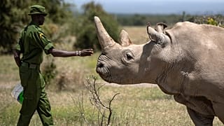 Afrika'da nesli tükenmekte olan gergedanların sayısı her geçen yıl artıyor