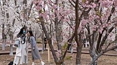 Stark begrenztes Vergnügen: Kirschblüte in Peking