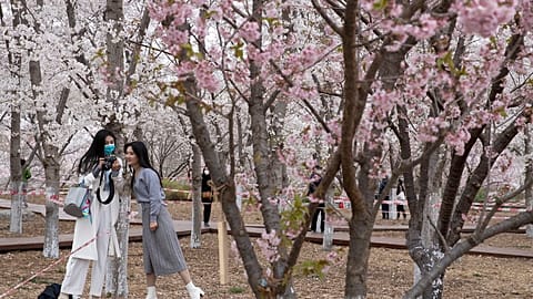 Stark begrenztes Vergnügen: Kirschblüte in Peking