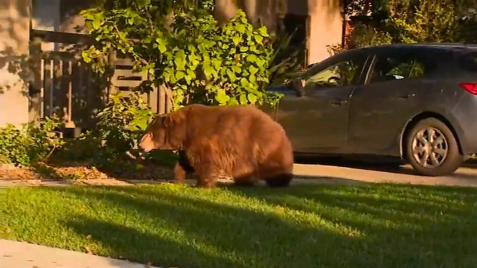 A Suburban bear walking on the front yard of a home in Monrovia, California.