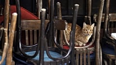 Kedi