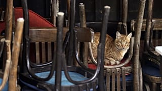 Kedi
