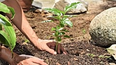 Carbon insetting supposedly works with farmers and workers to balance emissions. But how sustainable is it really?