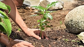 Carbon insetting supposedly works with farmers and workers to balance emissions. But how sustainable is it really?